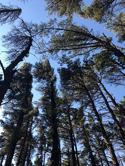 Kapstadt Deer Park Baumkronen C Kathi Hoi